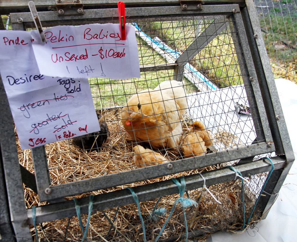 Chickens for sale 