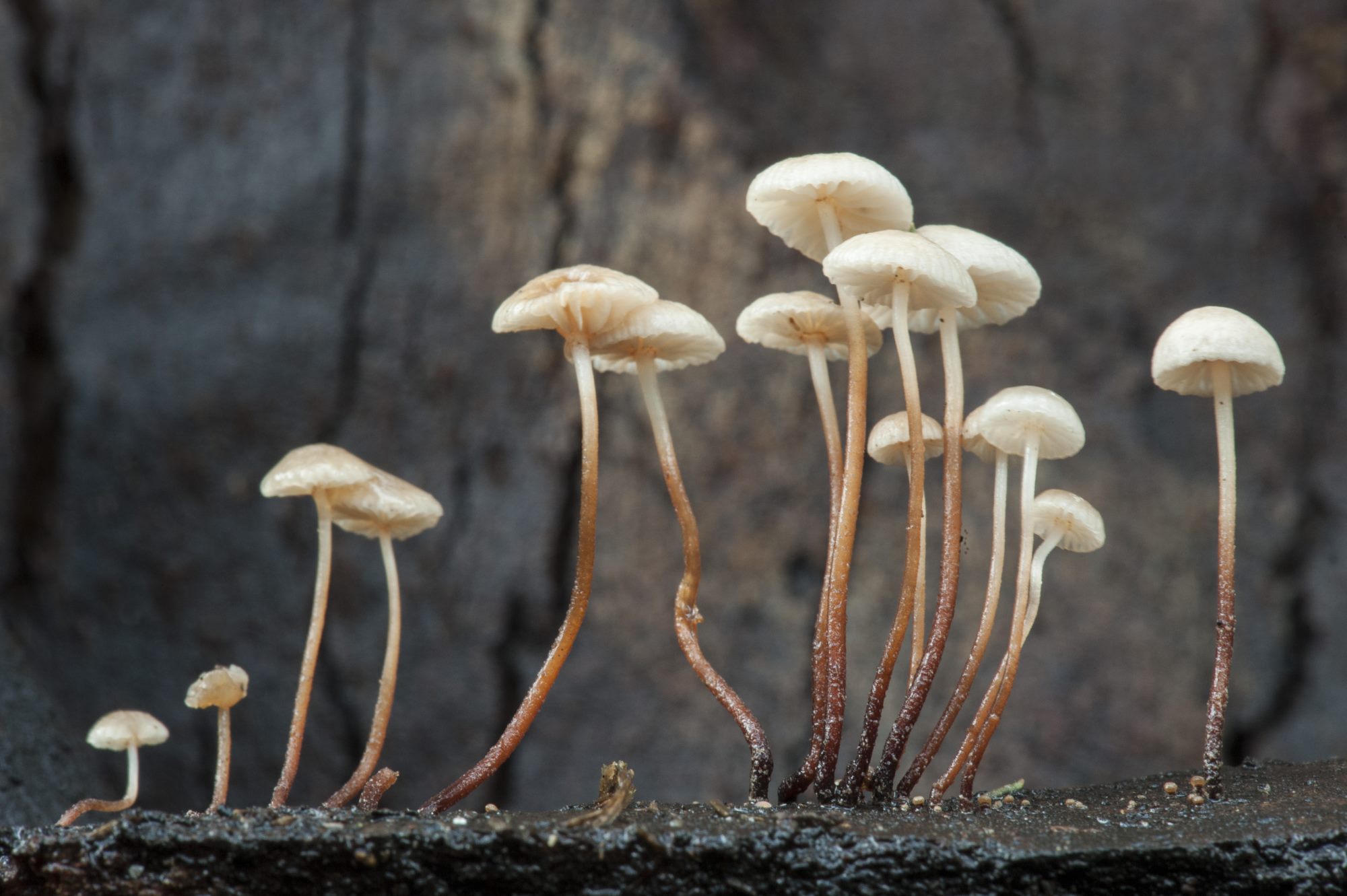 The tiny sporocarps of a Marsmiellus