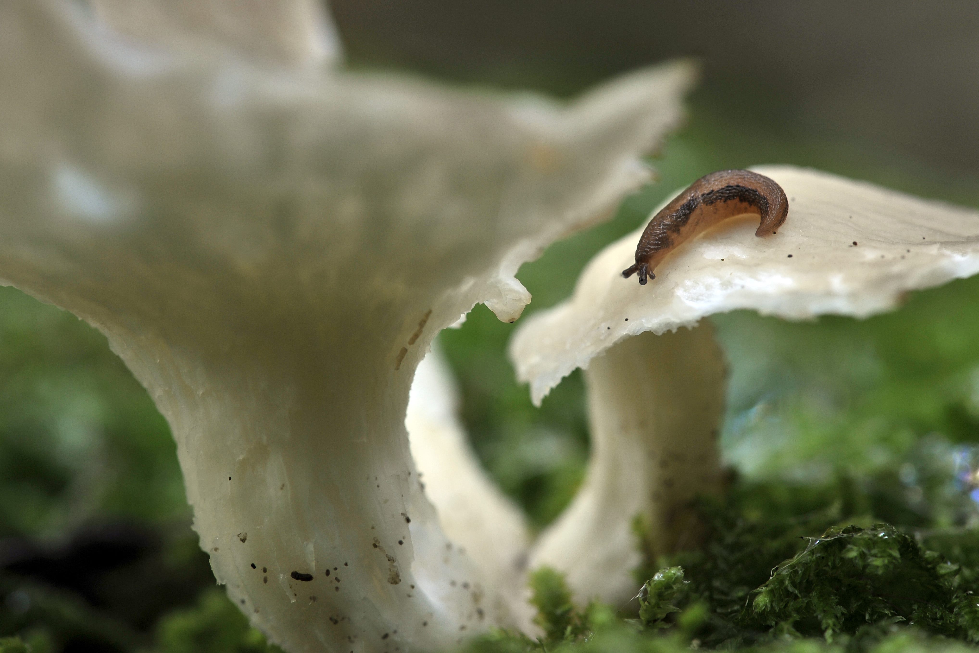 Fungi shelter myriad creatures, providing food and habitat.