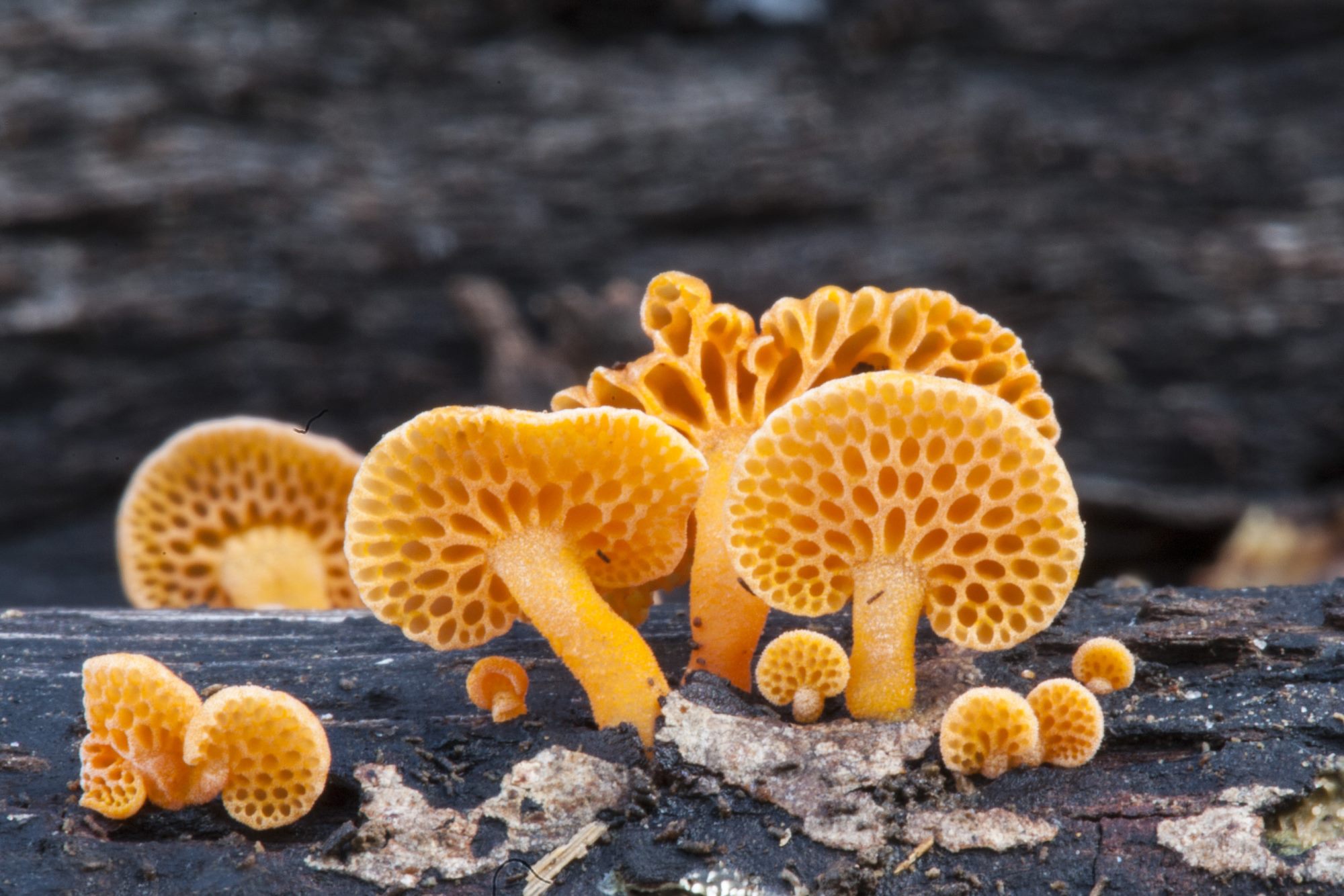 The orange pore fungus, Favolaschia calocera, is considered an invasive species in Australia. Although conspicuously coloured, they mostly go unnoticed and the consequence of their rapid colonisation are unknown.