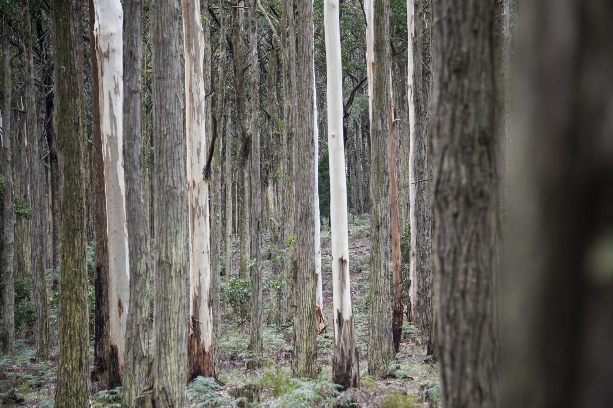 Wombat Forest