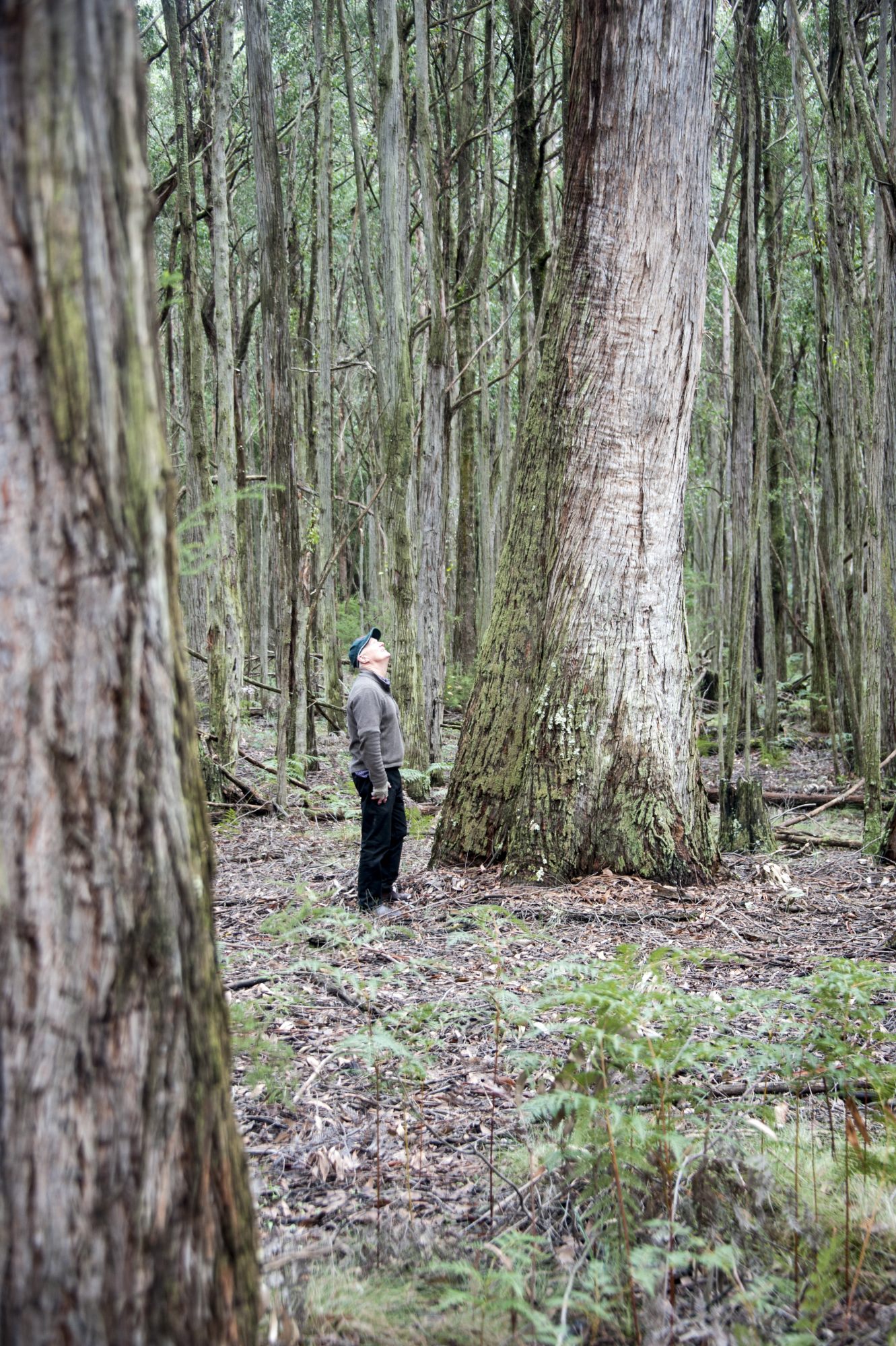 Eucalypt forest 