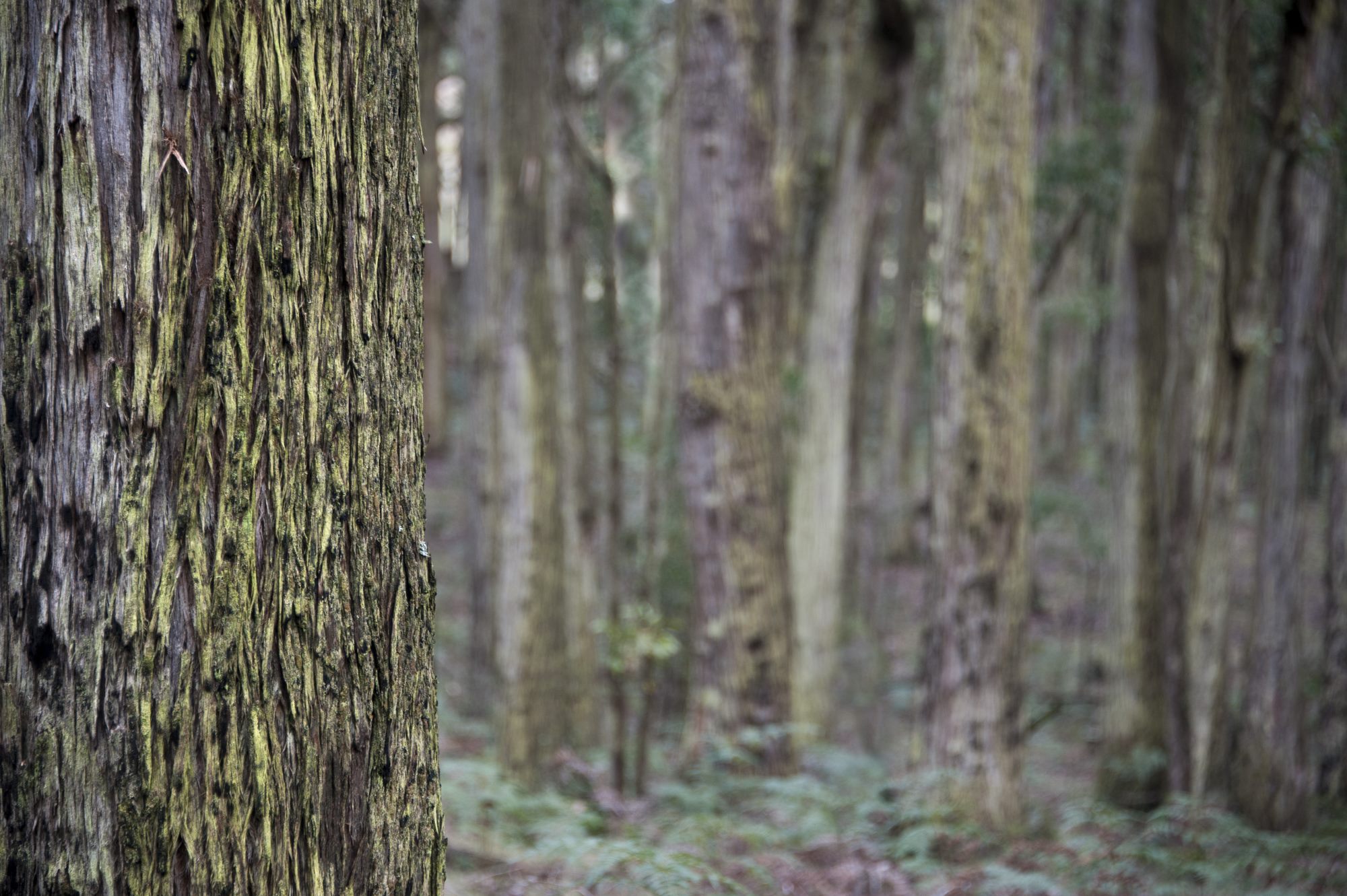 Eucalypt forest 