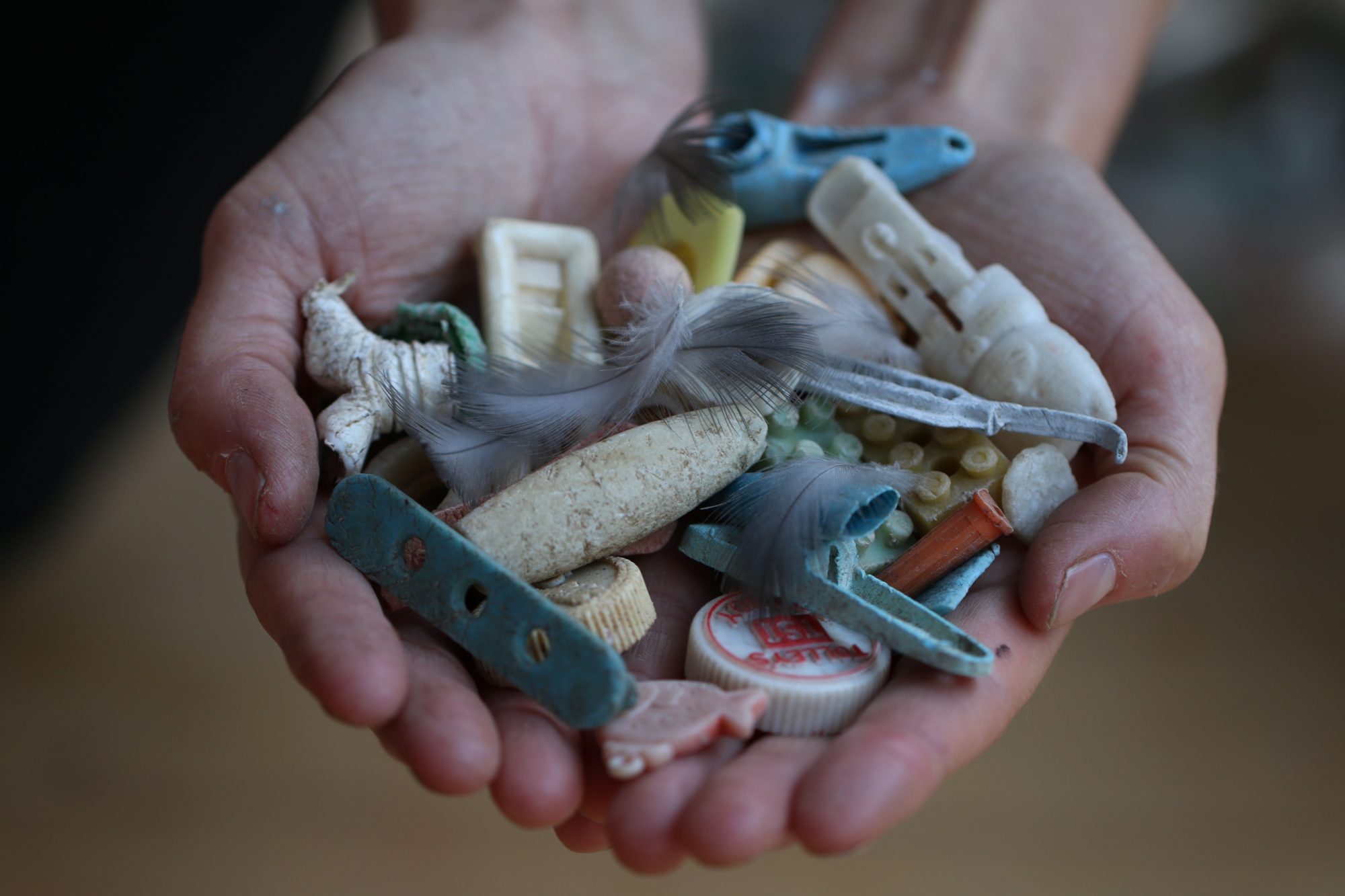 Jennifer Lavers holding plastic recovered from the stomachs of baby shearwaters on Lord Howe Island, NSW