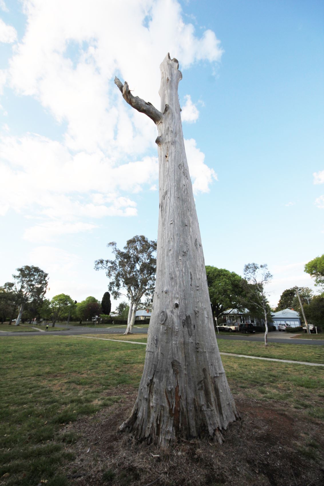 Tallest tree stump