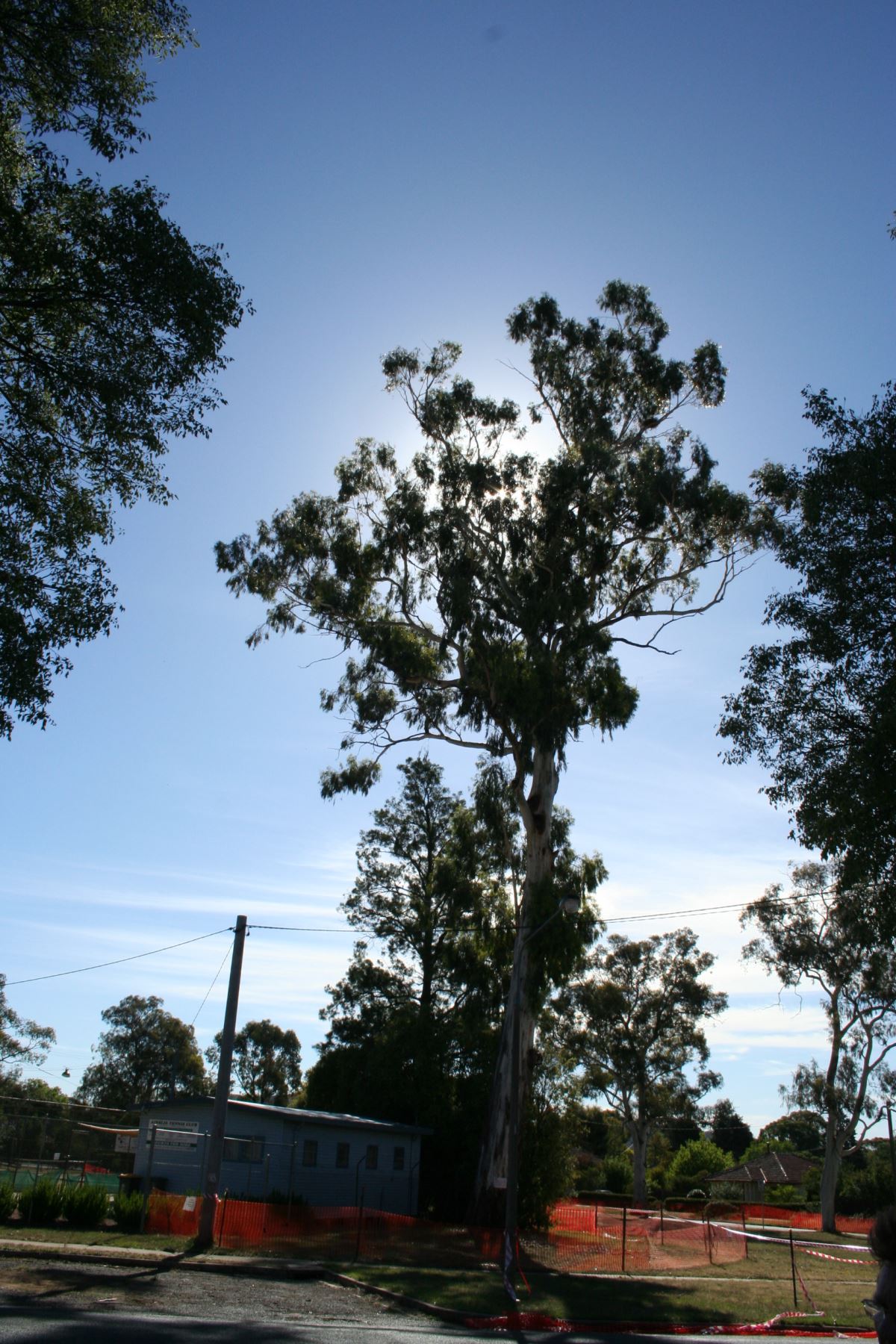 Canberra's tallest tree