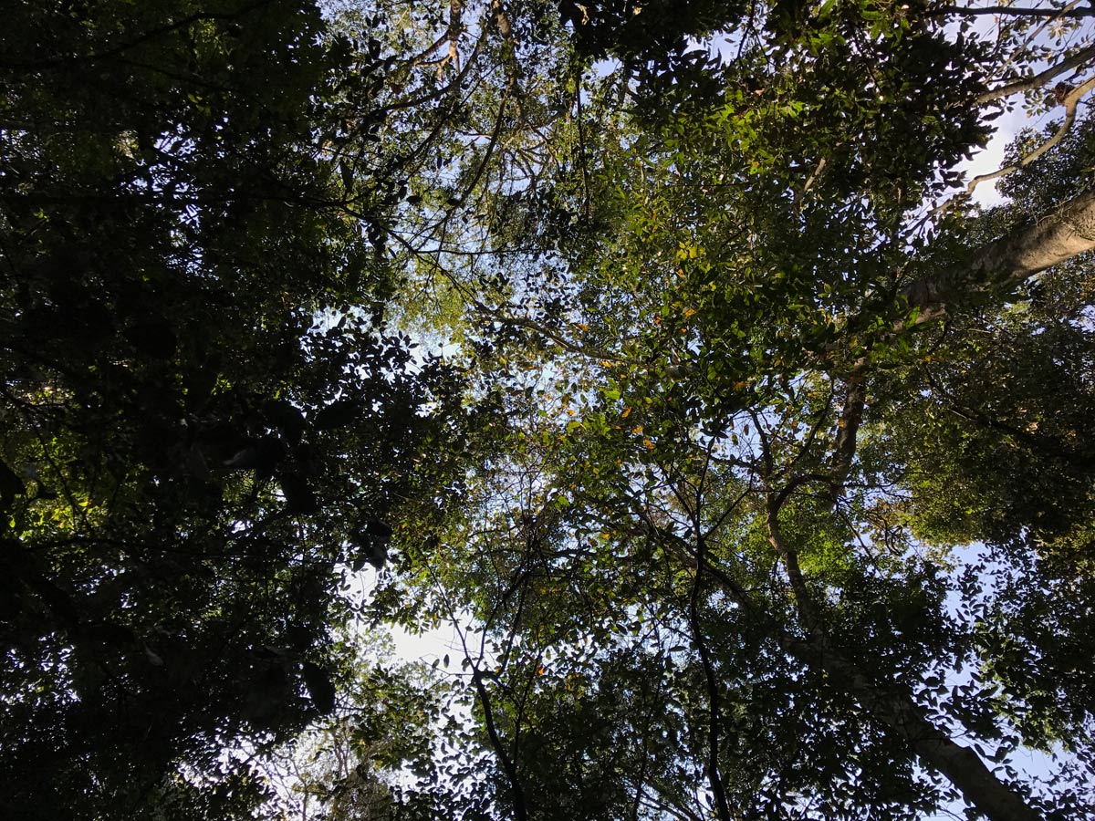 Looking skywards through the canopy
