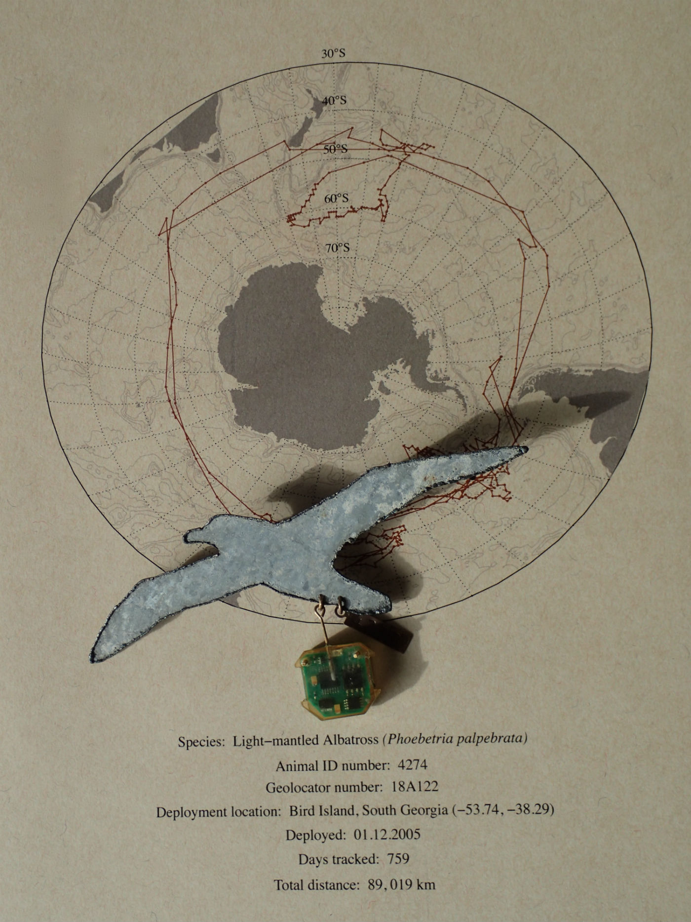 Tracking the Light-mantled Albatross 