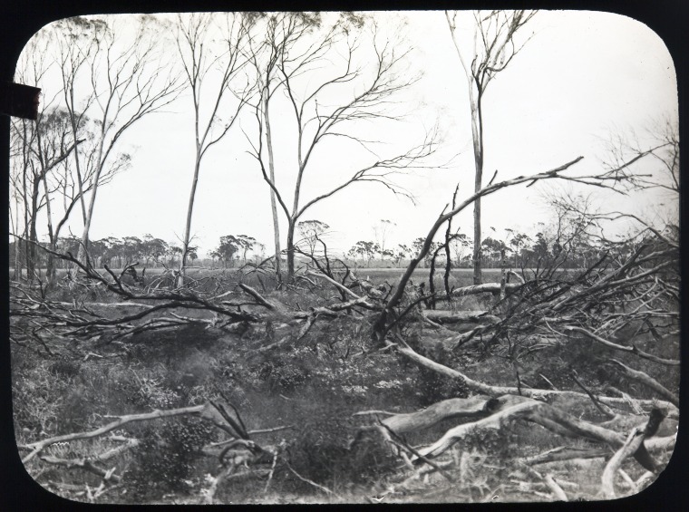 Cleared land ready for burning-off, near Kellerberrin, approximately 1912.