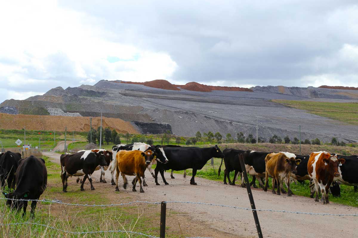 This photo shows dairy cows crossing a road with the Bengalla mine overburden hill in the background