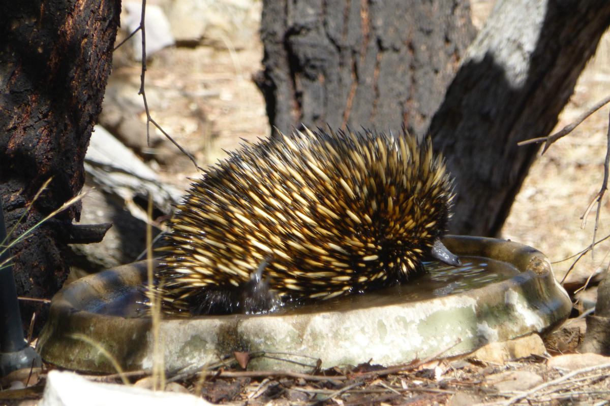 An echidna visits the 'wet bar'