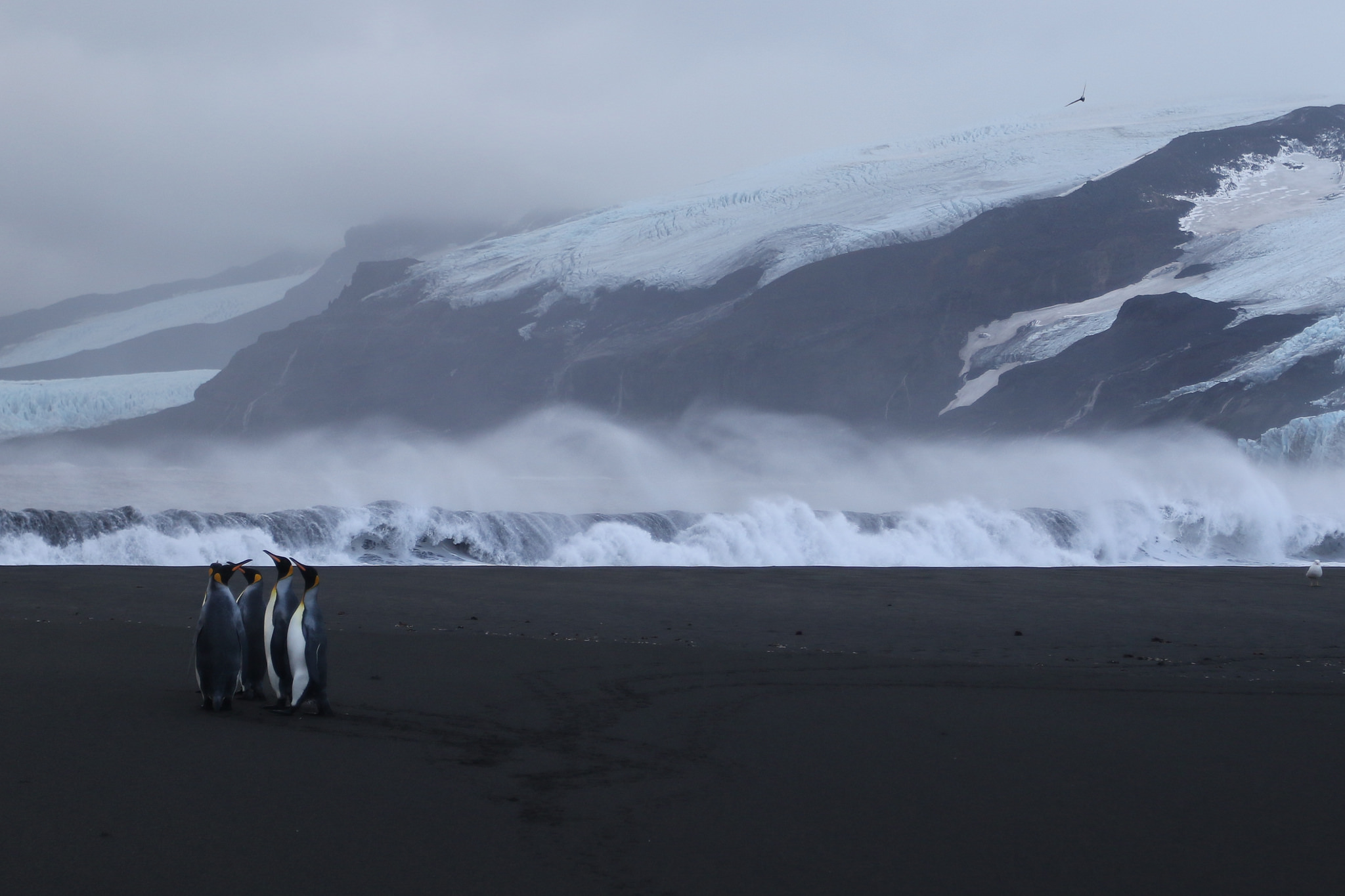 King Penguins at Corinthian Bay