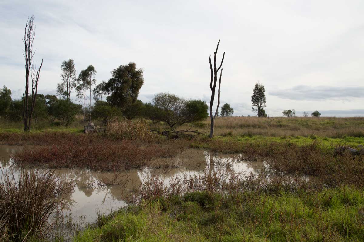 Rehabilitated land area at Rix’s Creek, about five years old. The dead tree (known as a stag tree) is ‘planted’ for birds to use as lookouts. 'They work well,' says Penny. 'I've seen everything from Wedgetails to magpies use them. '