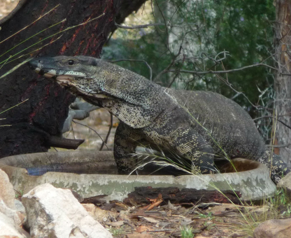 A goanna in the 'wet bar' on Barbara's property