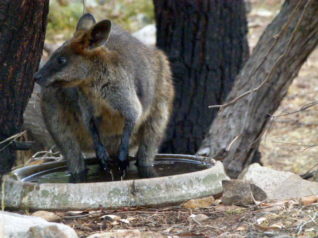 A wallaby cools off in the concrete bird bath