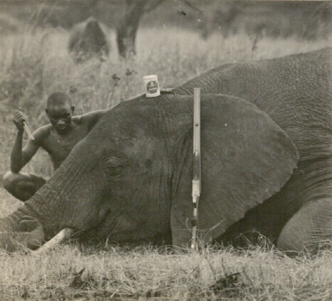 The mother elephant shown here was cut up for souvenirs for the ex-President, including the four toenails.. 