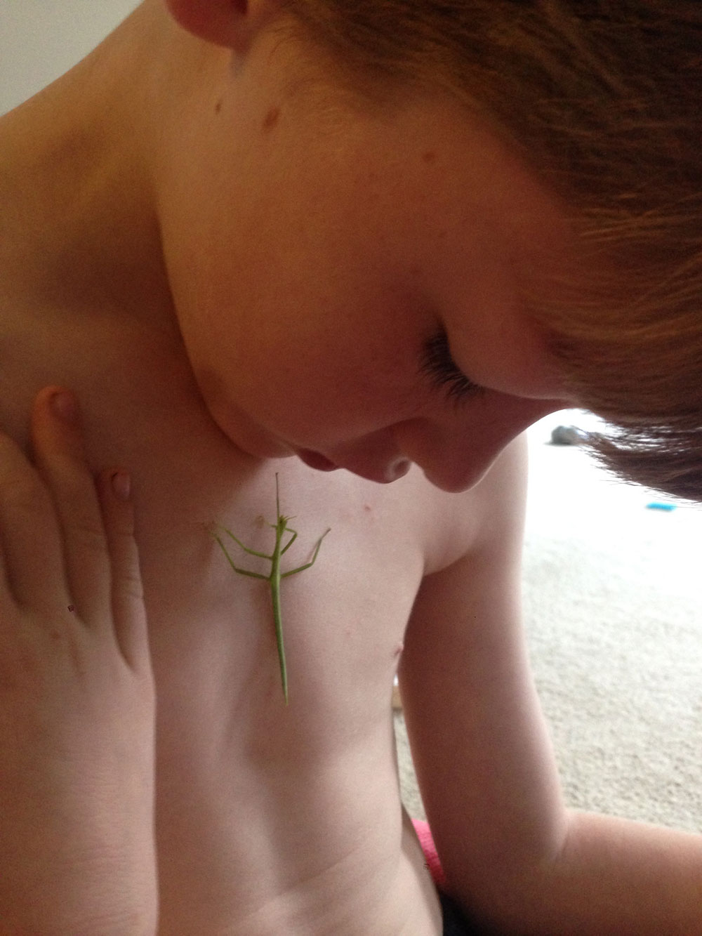 The phasmid soon made its spindly way back up, its feet holding itself onto Tom’s chest