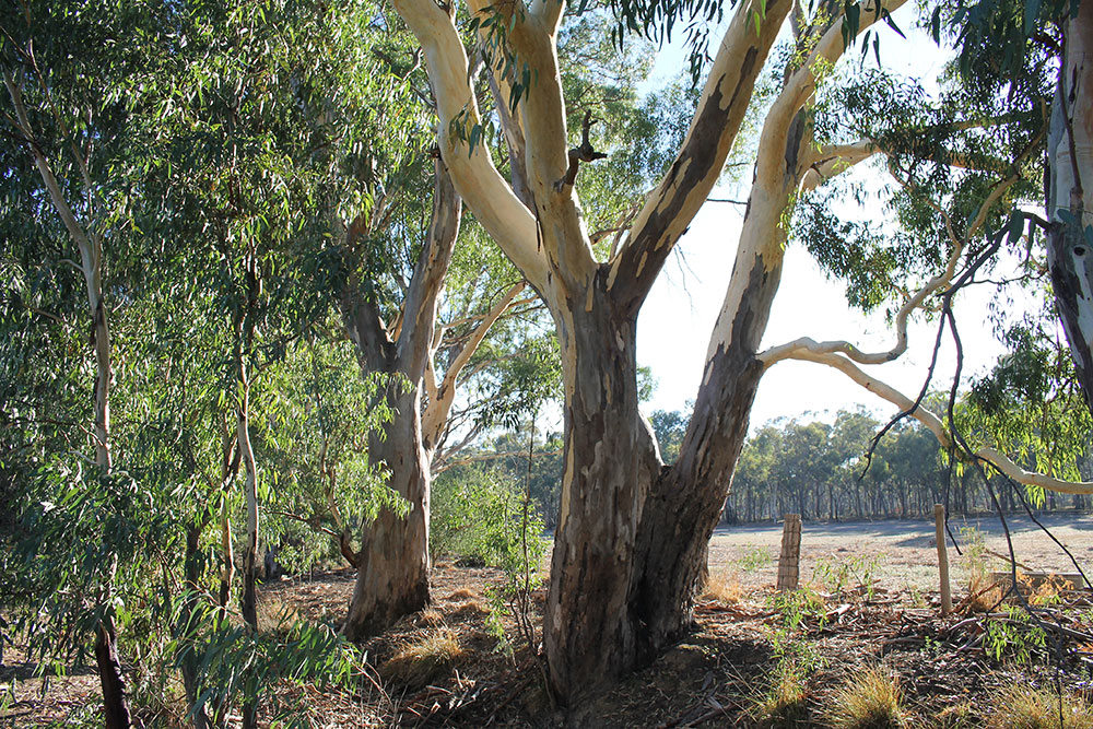 Dry creek on Blanche's parents' property near Bendigo, Victoria